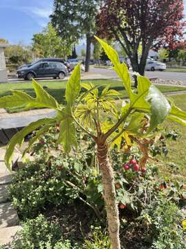 Image of Snowflake tree