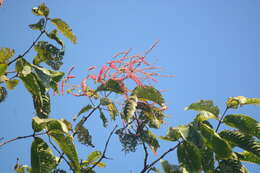 Sivun Terminalia myriocarpa Van Heurck & Müll. Arg. kuva