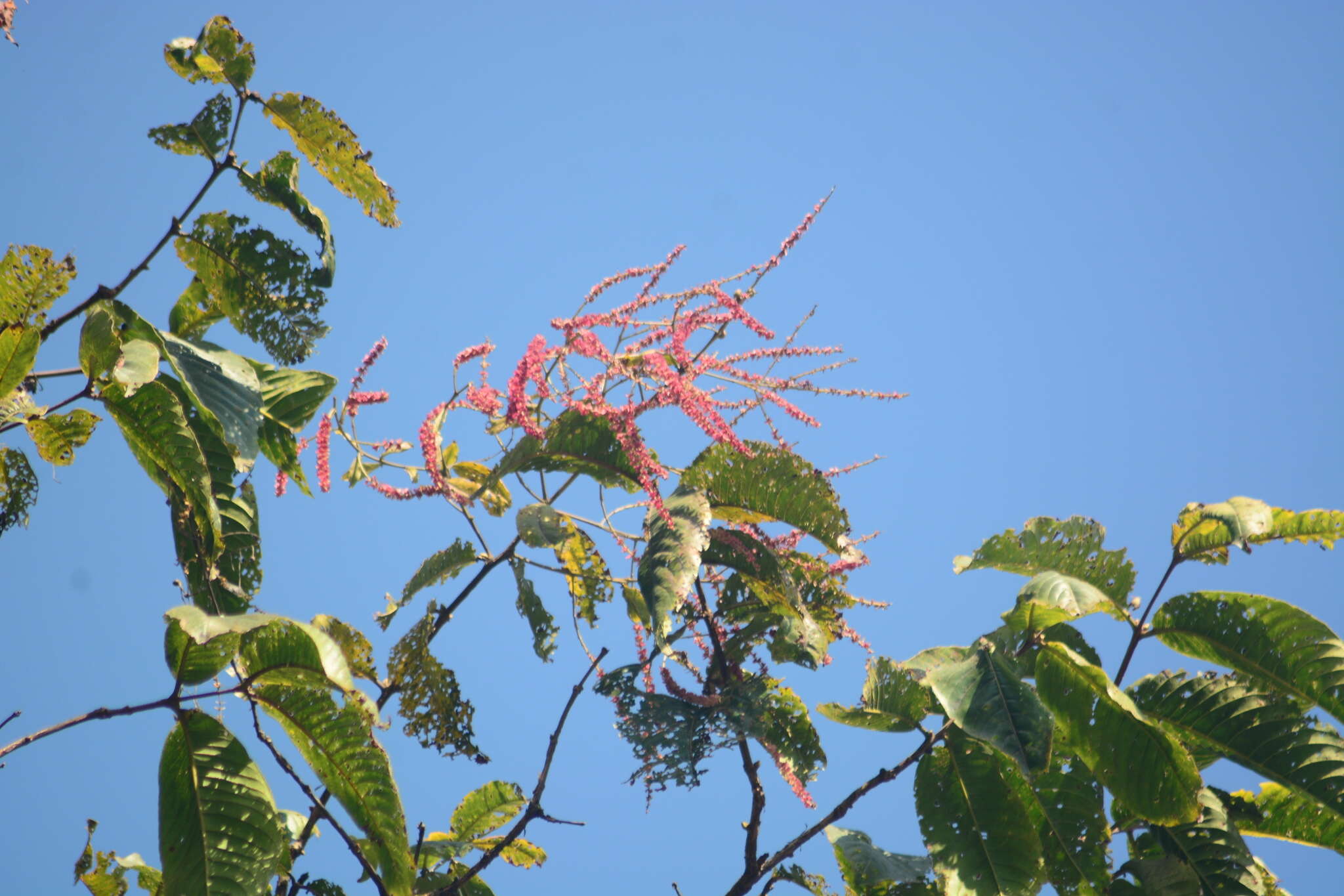 Sivun Terminalia myriocarpa Van Heurck & Müll. Arg. kuva