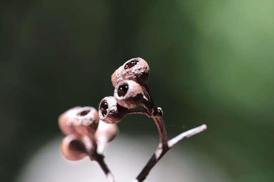 Imagem de Eucalyptus acmenoides Schauer