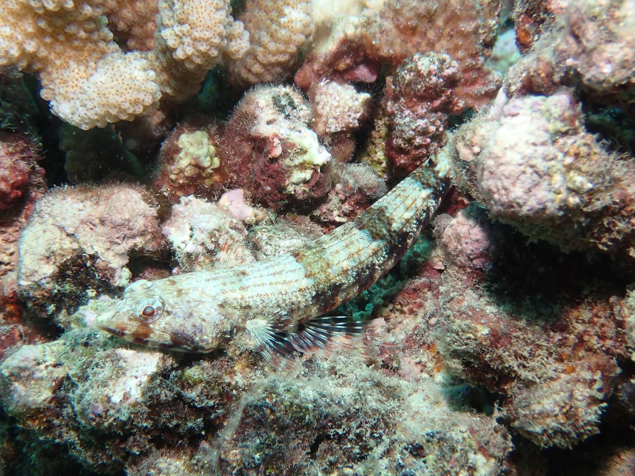 Image of Two-spot lizard fish