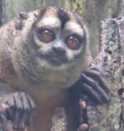 Image of Colombian Gray Night Monkey