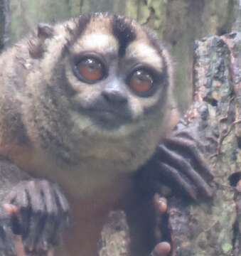 Image of Colombian Gray Night Monkey