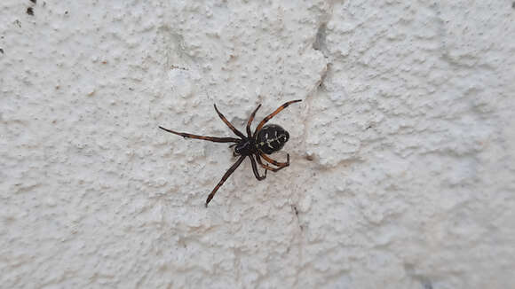 Steatoda diamantina Levi 1962的圖片