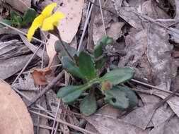 Image of Goodenia blackiana R. C. Carolin