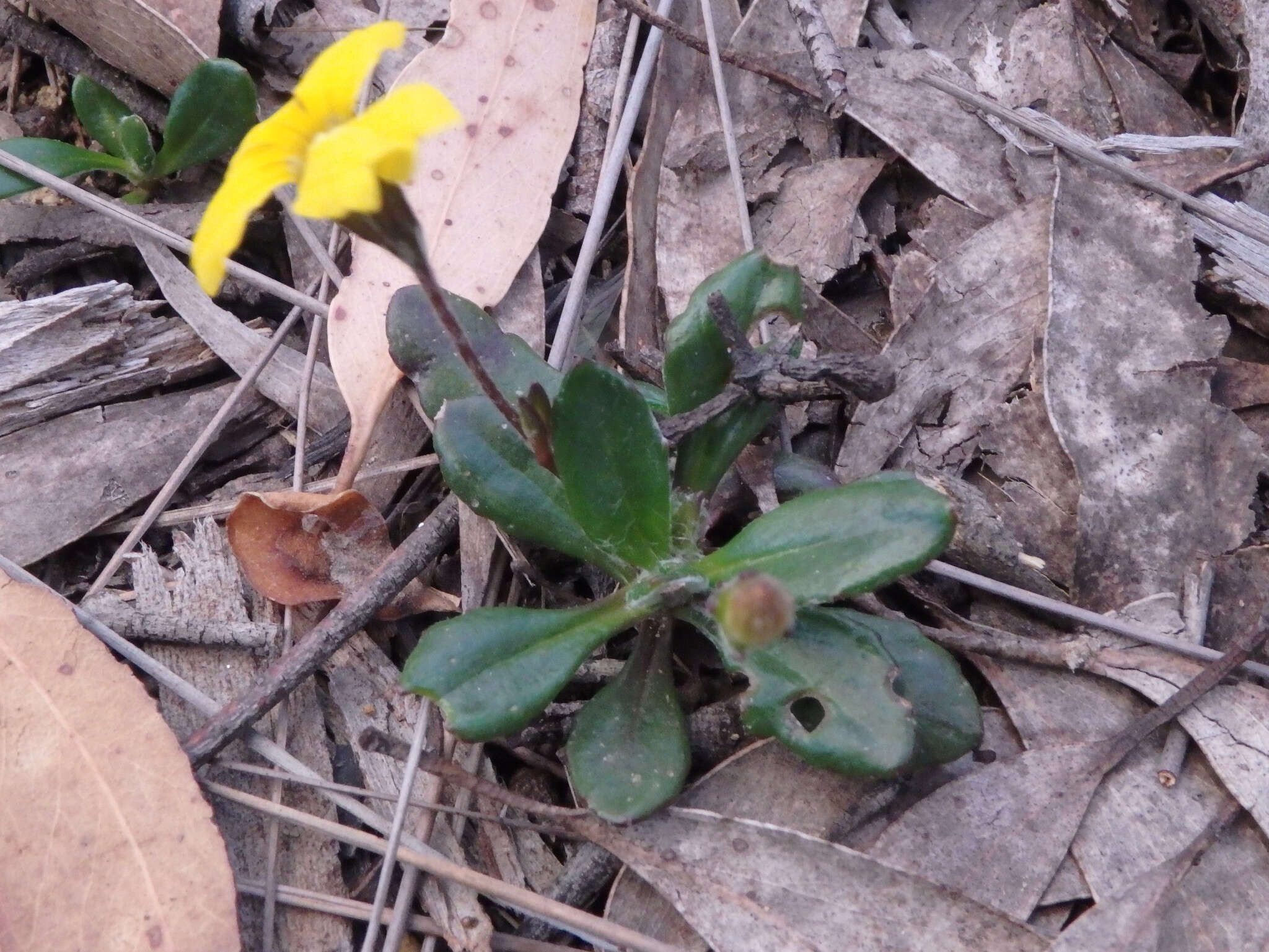 Image of Goodenia blackiana R. C. Carolin