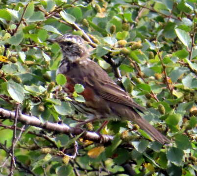 Sivun Turdus iliacus coburni Sharpe 1901 kuva