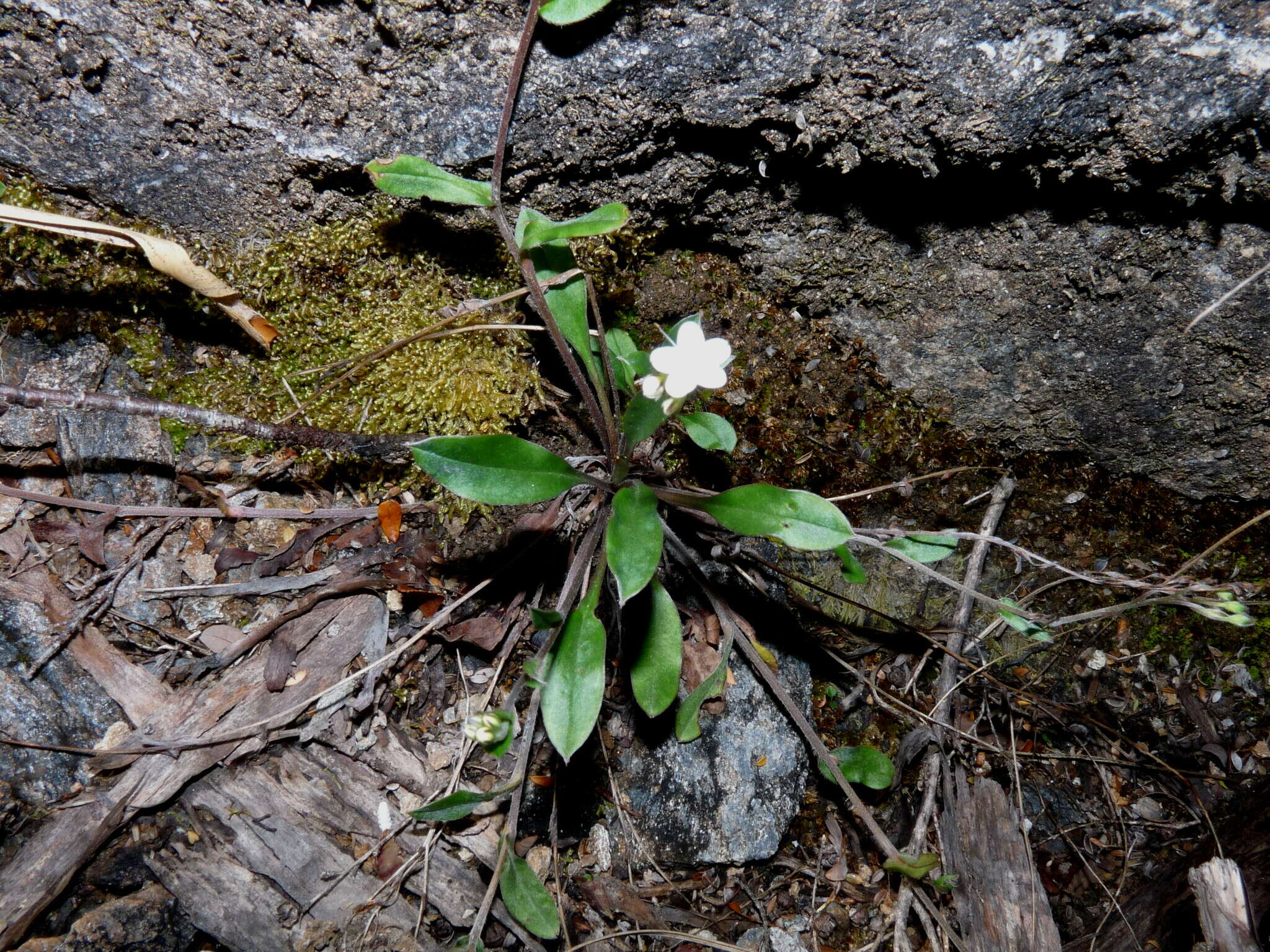 Image de Myosotis brockiei subsp. brockiei