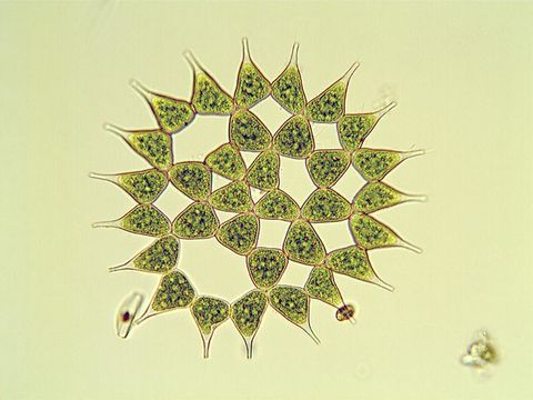Image of <i>Pediastrum simplex</i>