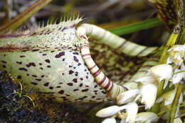 Слика од Nepenthes burbidgeae Hook. fil. ex Burb.