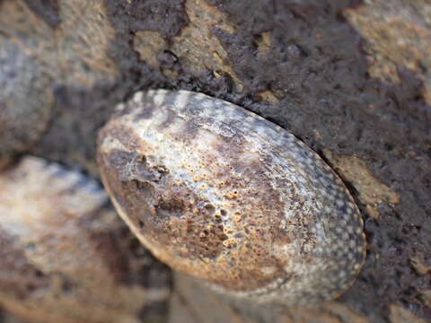 Image of Lottia paradigitalis (Fritchman 1960)