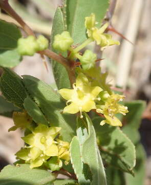 Image of Dwarf buffalo-thorn