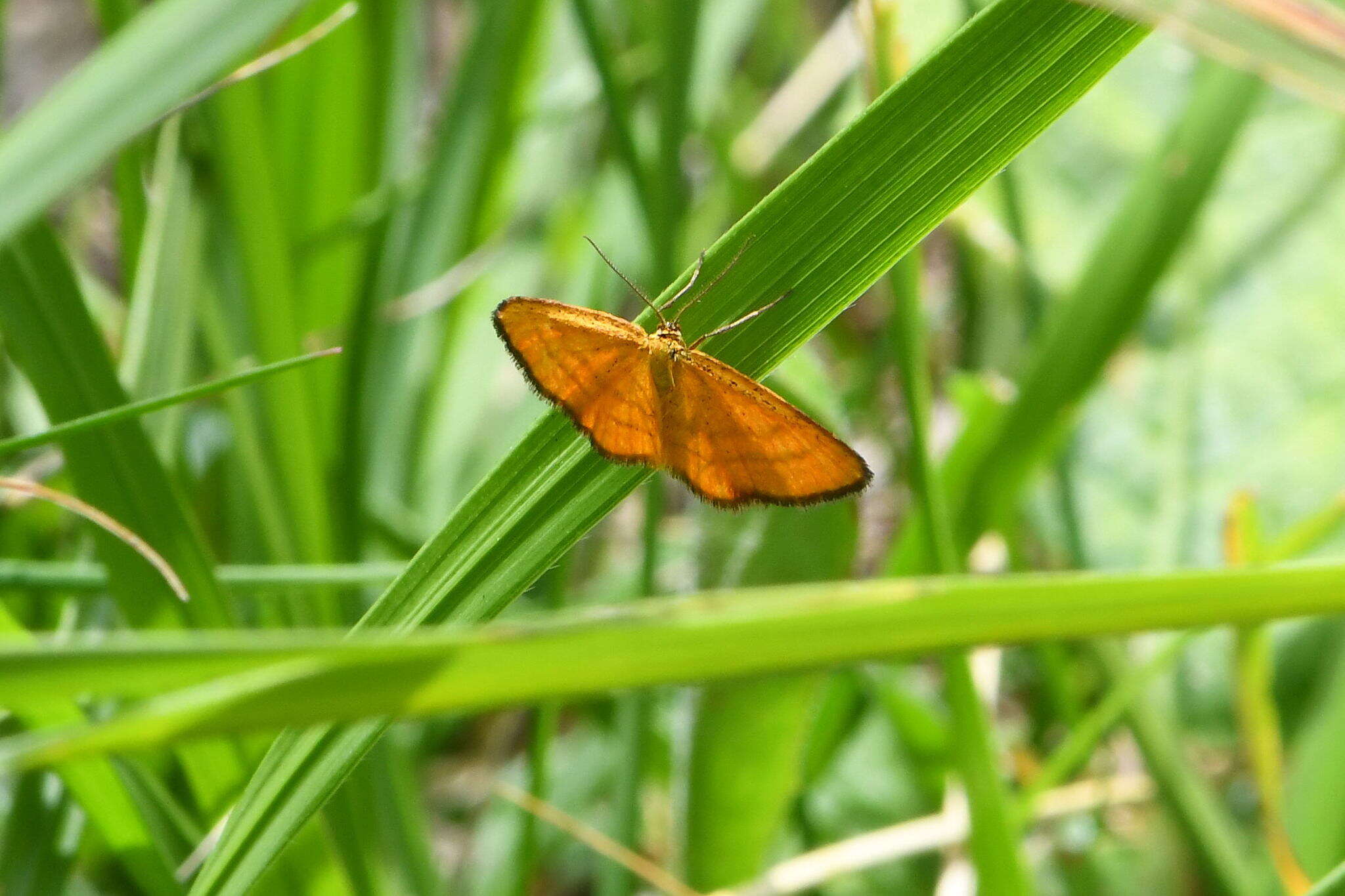 Image of Idaea flaveolaria