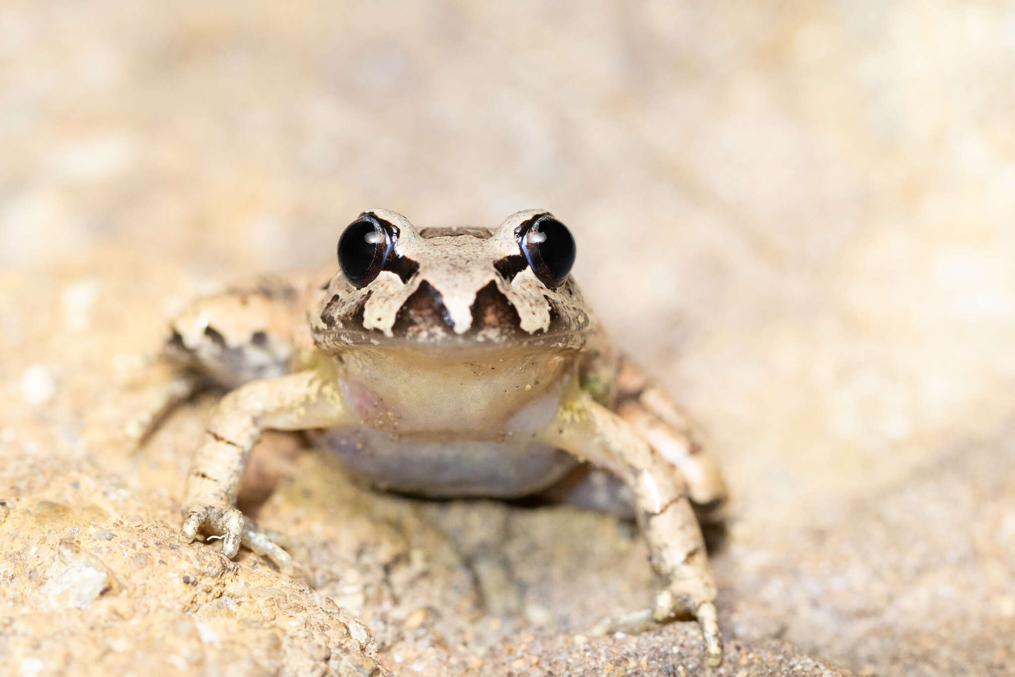 Image of Grey Barred Frog