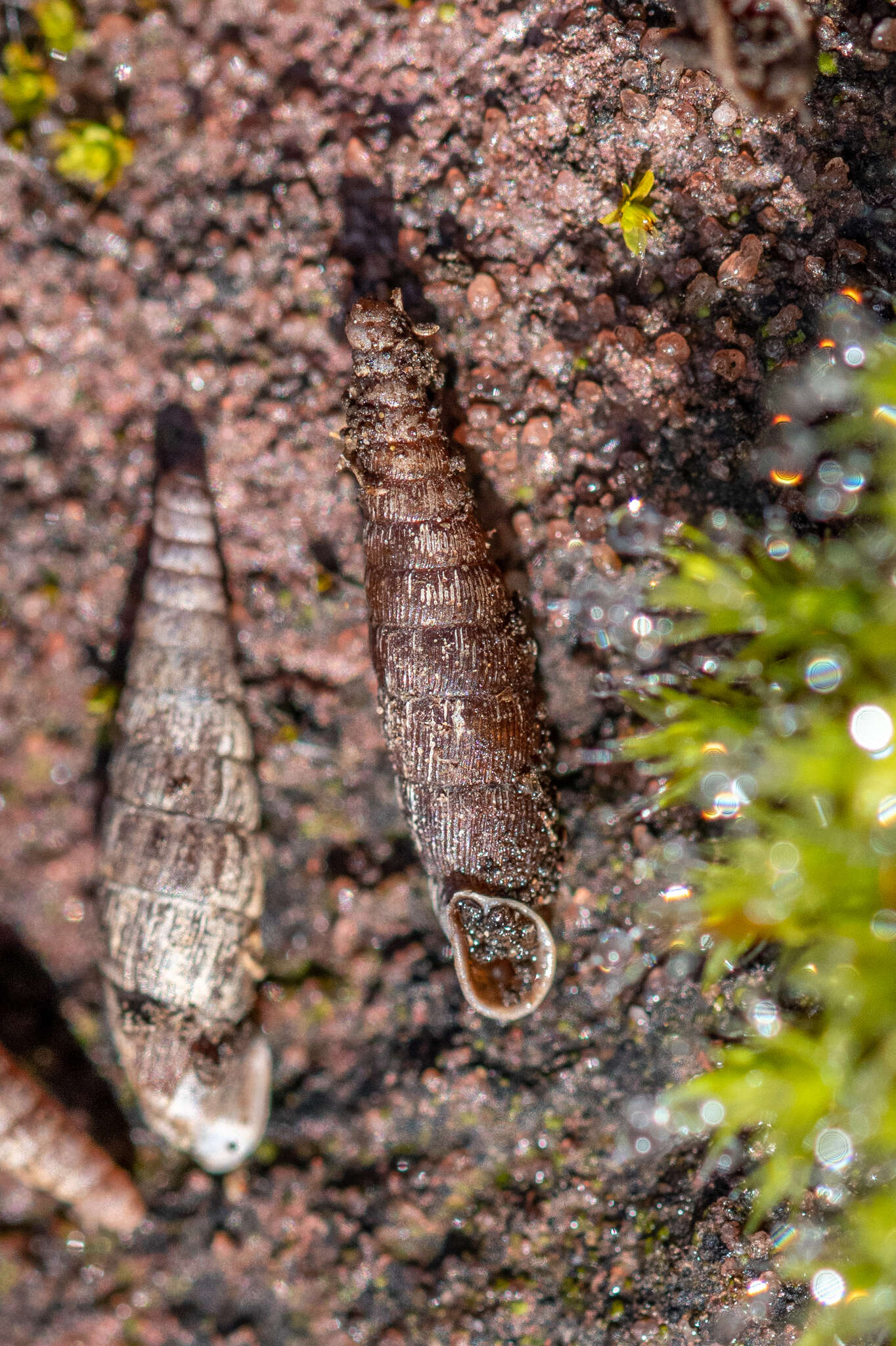 Image of two-toothed door snail