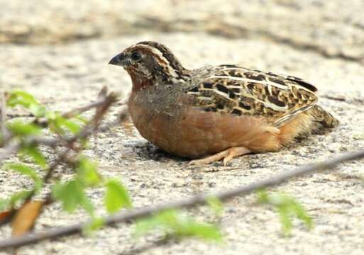 Image of Jungle Bush Quail