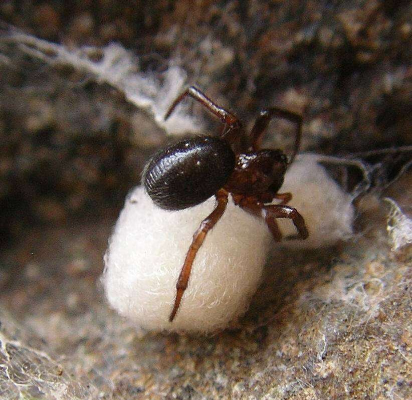 Image of Enoplognatha thoracica (Hahn 1833)