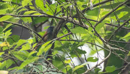 Image of Tablas Fantail