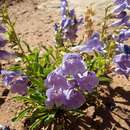 Image of Mancos penstemon