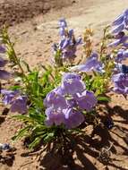 Image de Penstemon strictiformis Rydb.