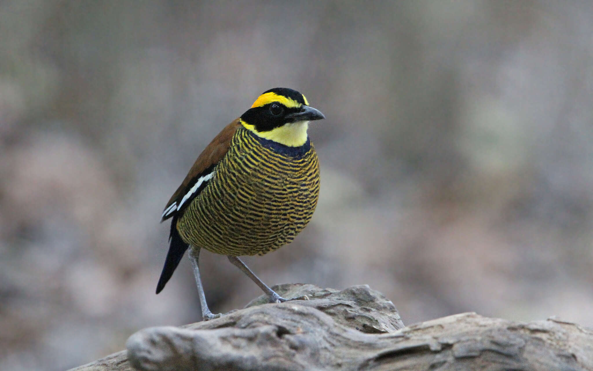 Image of Javan Banded Pitta