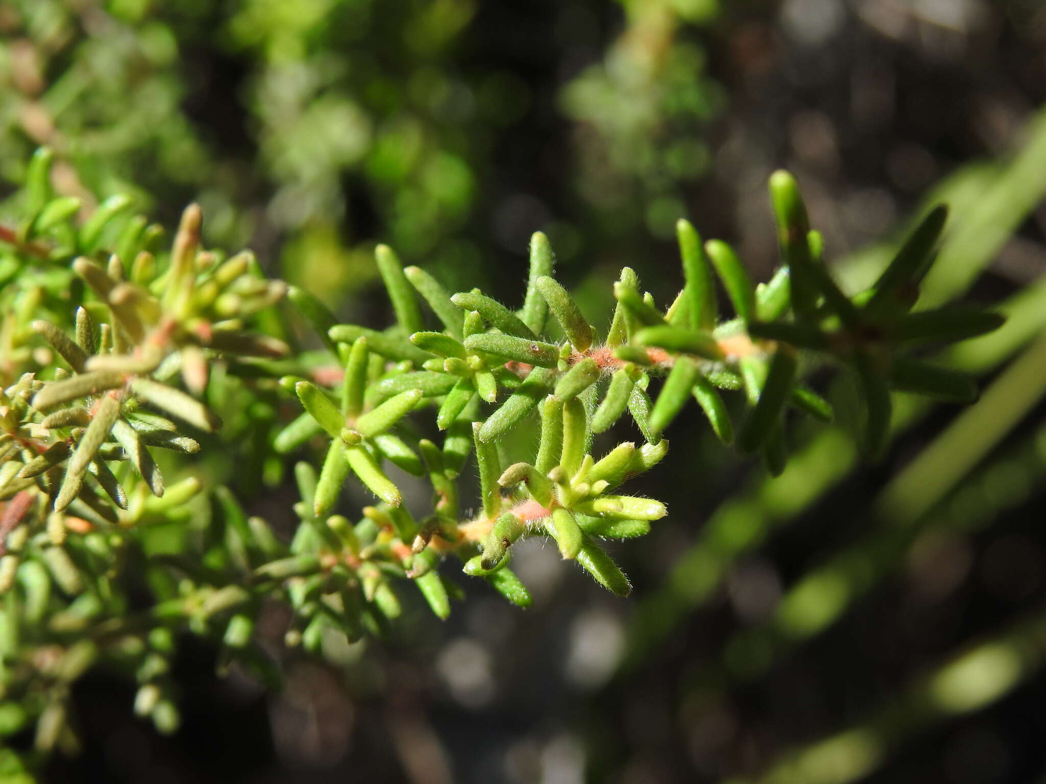 Image of Hibbertia vestita A. Cunn. ex Benth.