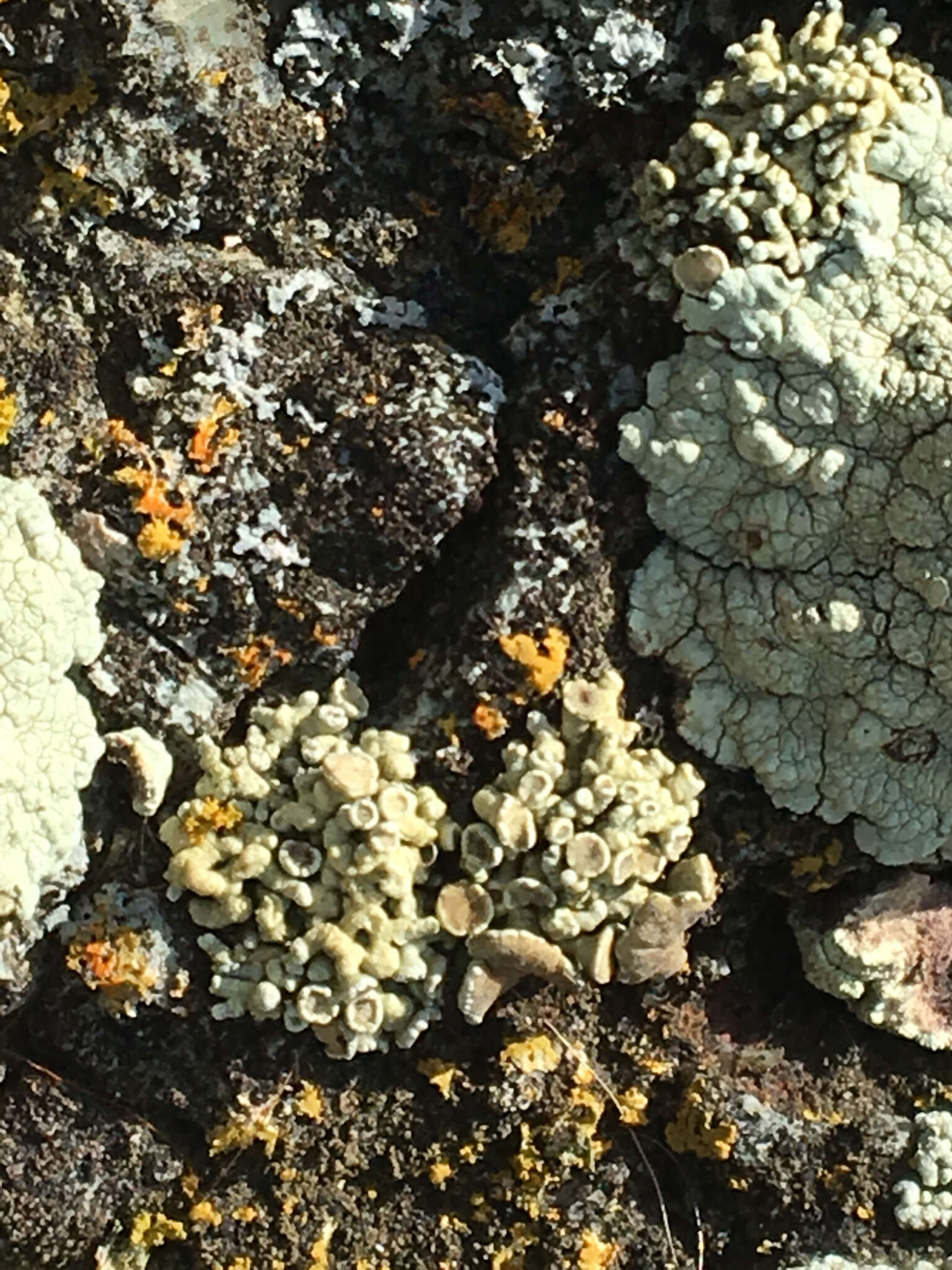 Image of Bolander's cladidium lichen