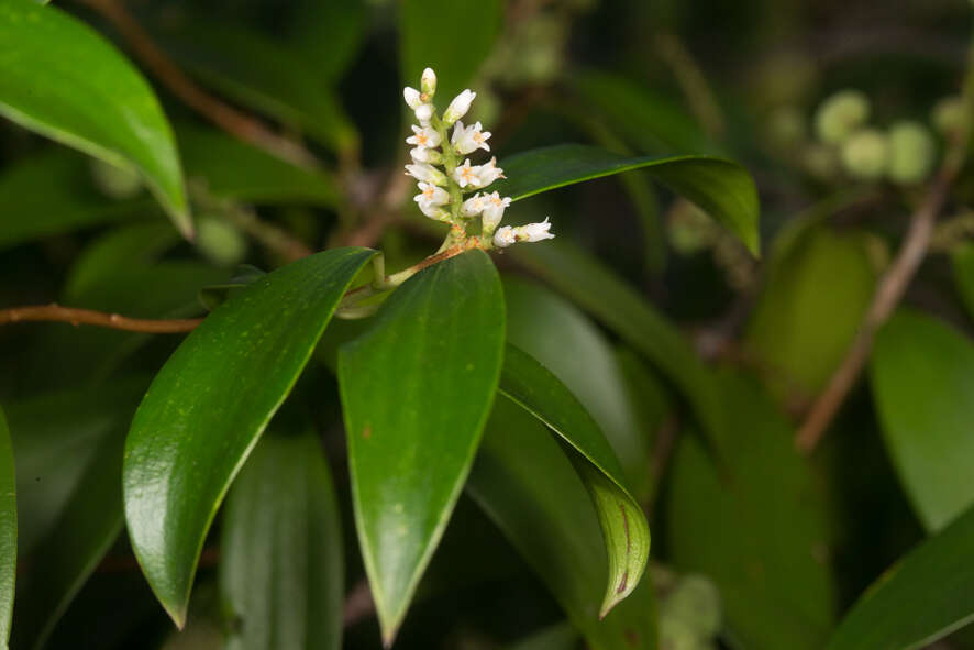 Plancia ëd Trochocarpa laurina (Rudge) R. Br.