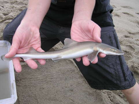 Image of Gray Smooth-hound