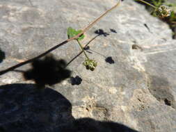 Слика од Medicago coronata (L.) Bartal.