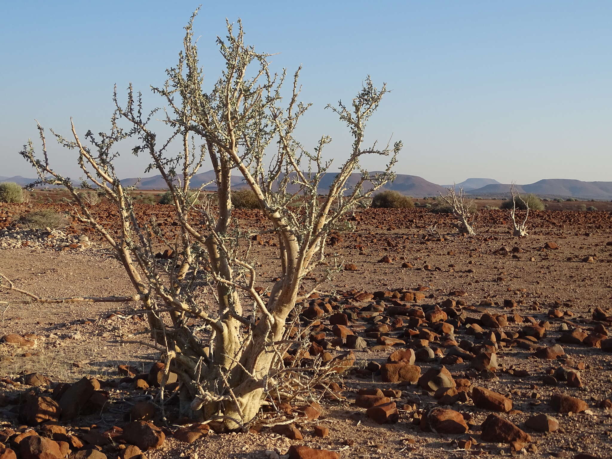 Image of Sesamothamnus guerichii (Engl.) E. A. Bruce