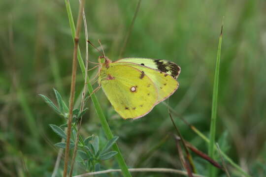 Image of bergers clouded yellow