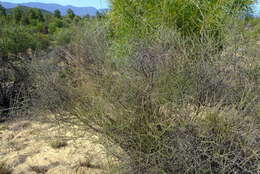 Image of Aspalathus spinescens subsp. lepida (E. Mey.) R. Dahlgren