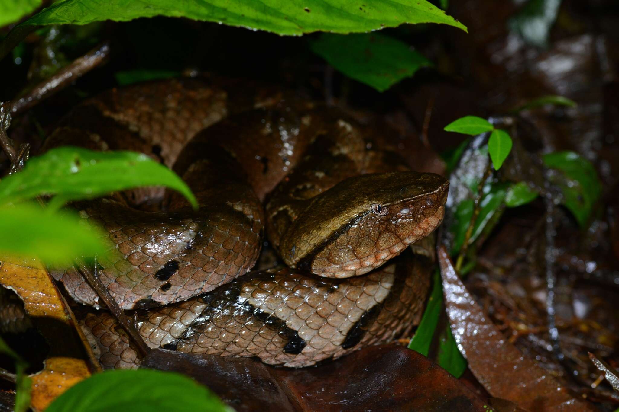 Image of Bothrocophias hyoprora (Amaral 1935)