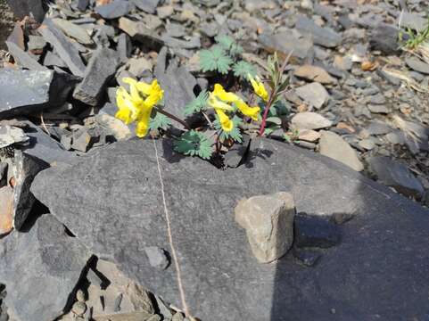 Image of Corydalis gorodkovii Karav.