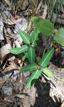 Sivun Leichhardtia lloydii (P. I. Forst.) P. I. Forst. kuva