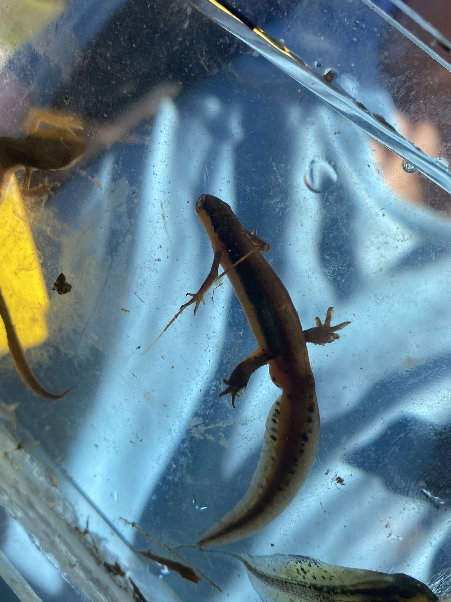 Image of Striped Newt