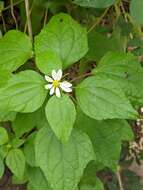 Image of Montanoa atriplicifolia (Pers.) Sch. Bip.