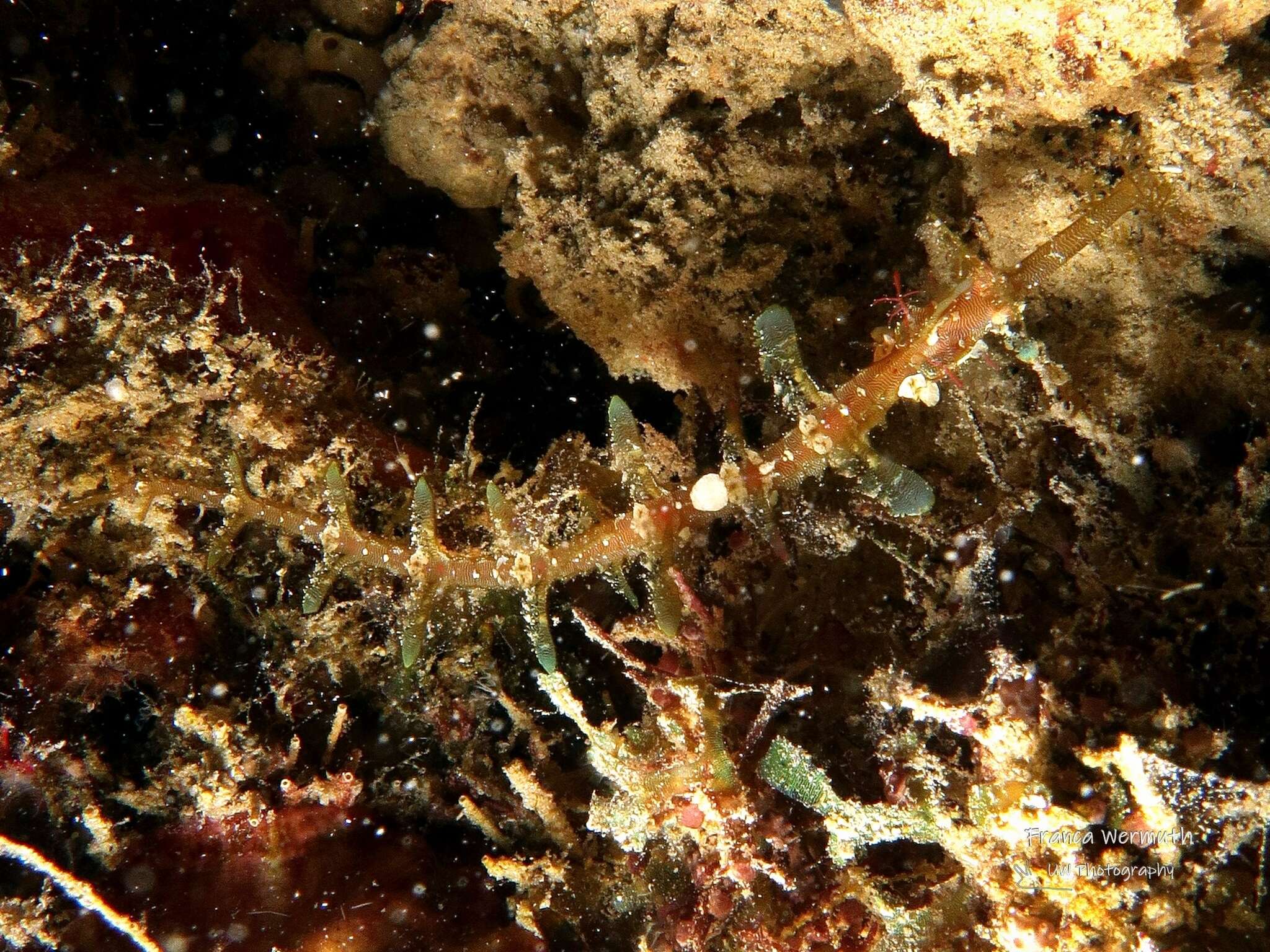 Image of Dusky Pipefish