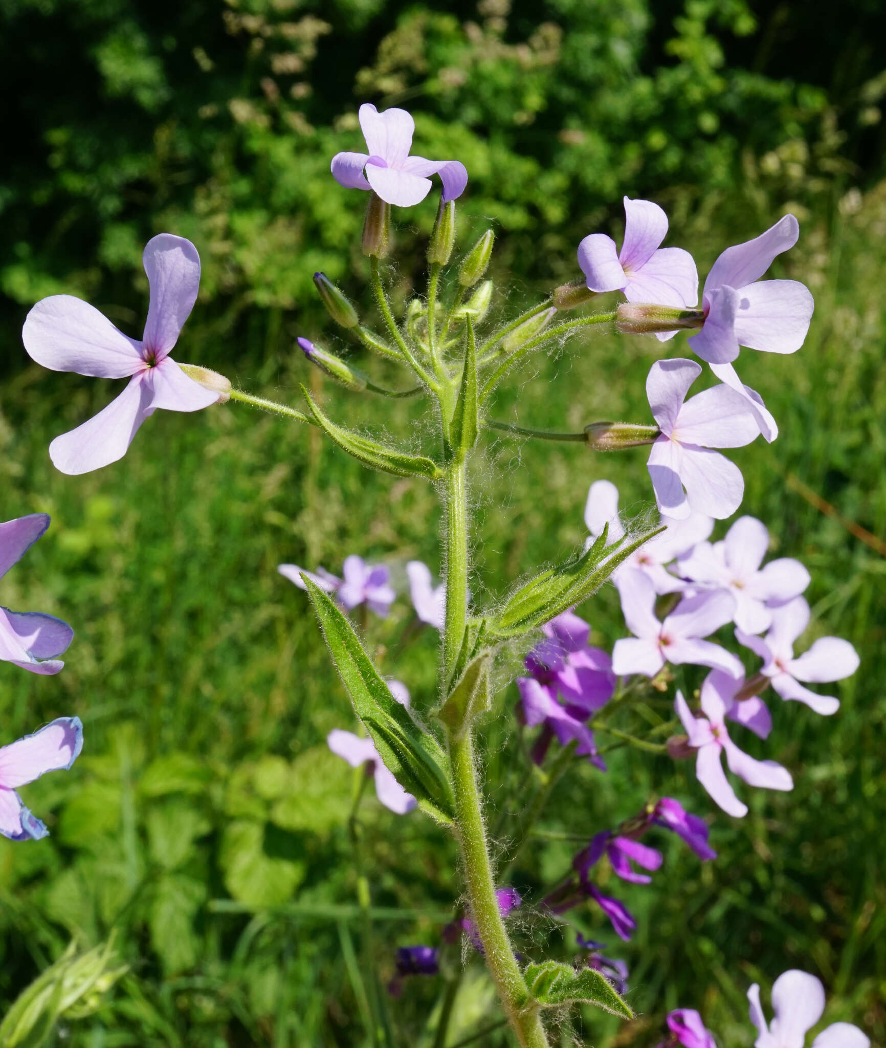 Image of Hesperis sylvestris Crantz