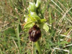 Image of Ophrys sphegodes subsp. sphegodes