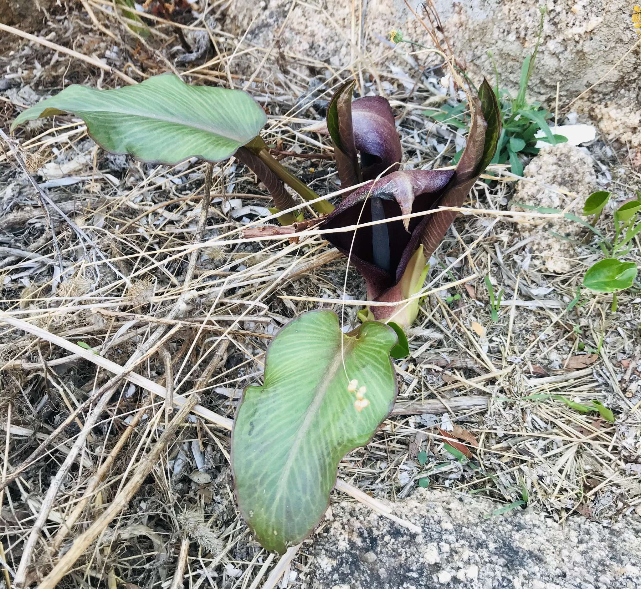 Image of Arum pictum L. fil.