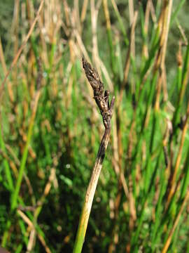 Plancia ëd Claviceps nigricans Tul. 1853