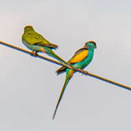 Image of Hooded Parrot