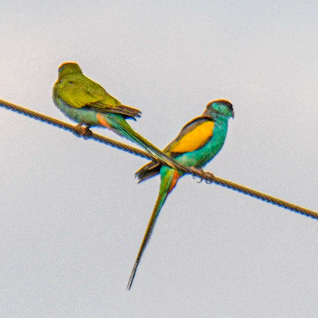 Image of Hooded Parrot