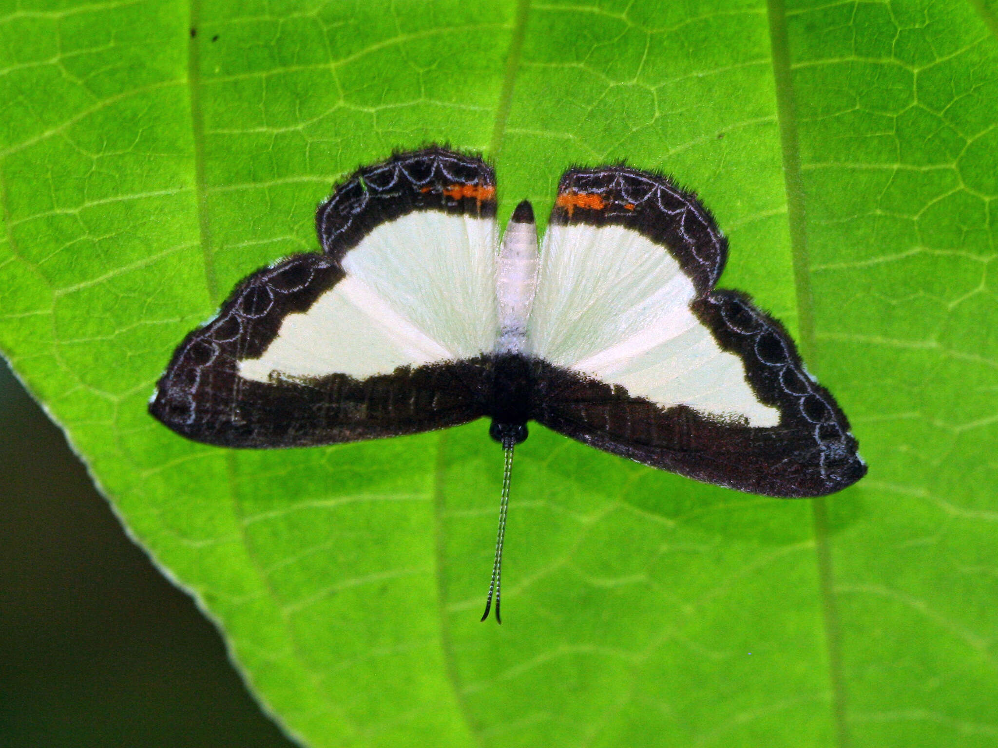 Image of Nymphidium cachrus ascolia Hewitson (1853)