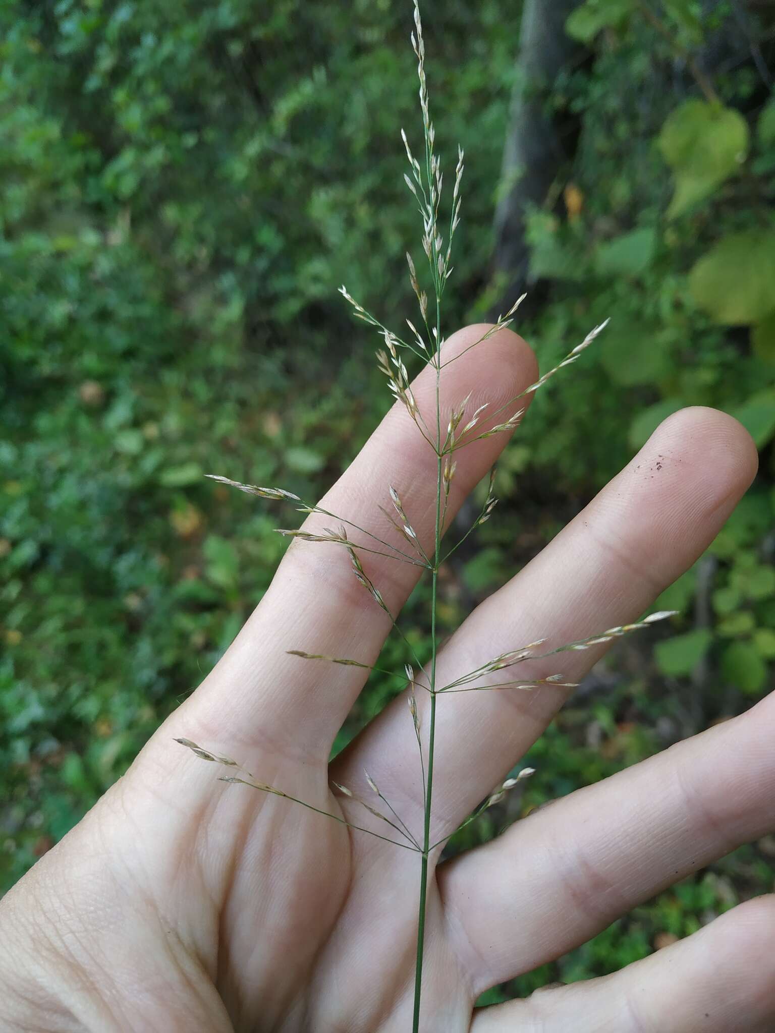 Imagem de Poa palustris L.