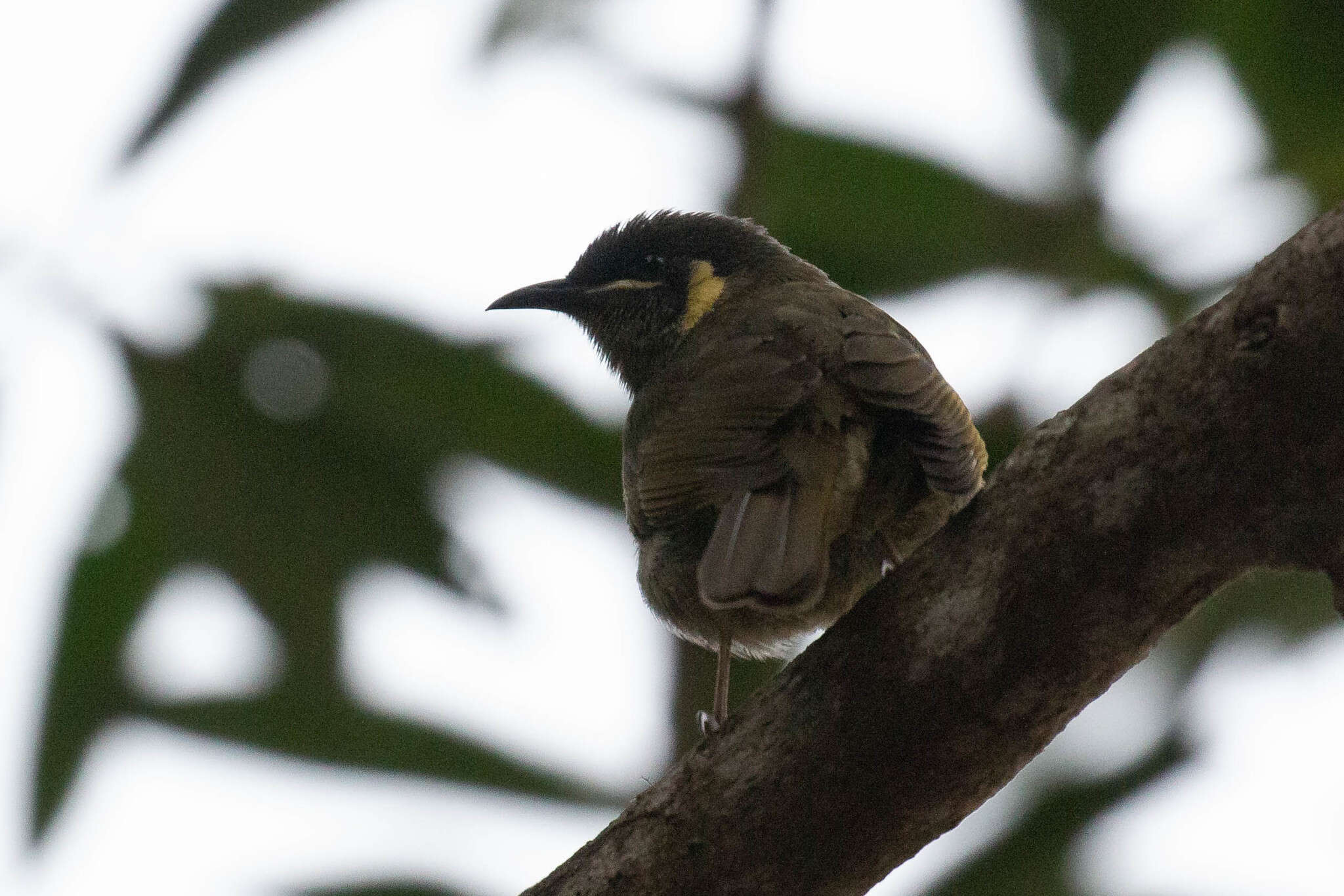 Image of Meliphaga lewinii lewinii (Swainson 1837)