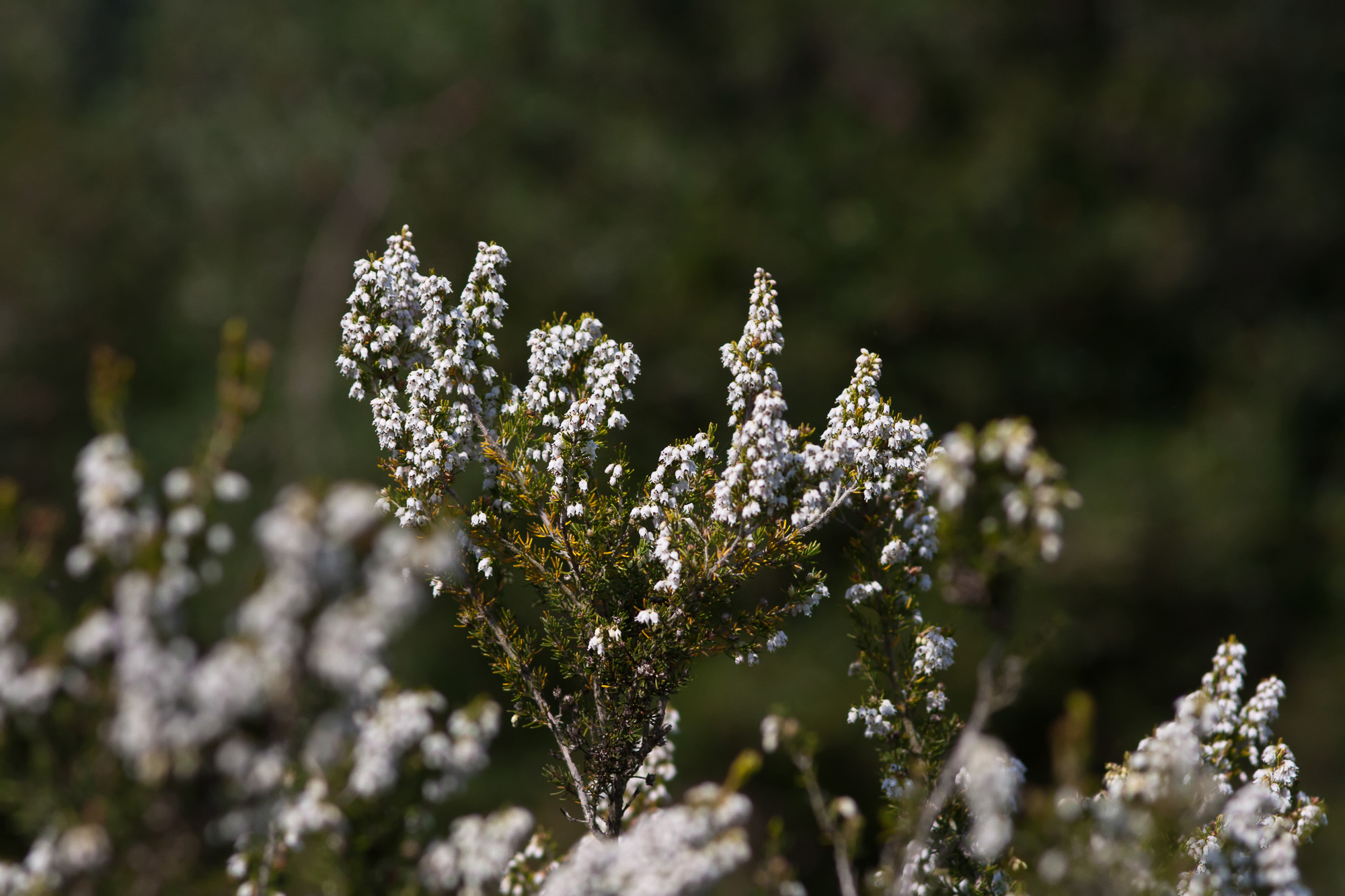 Erica arborea (rights holder: Sarah Gregg)