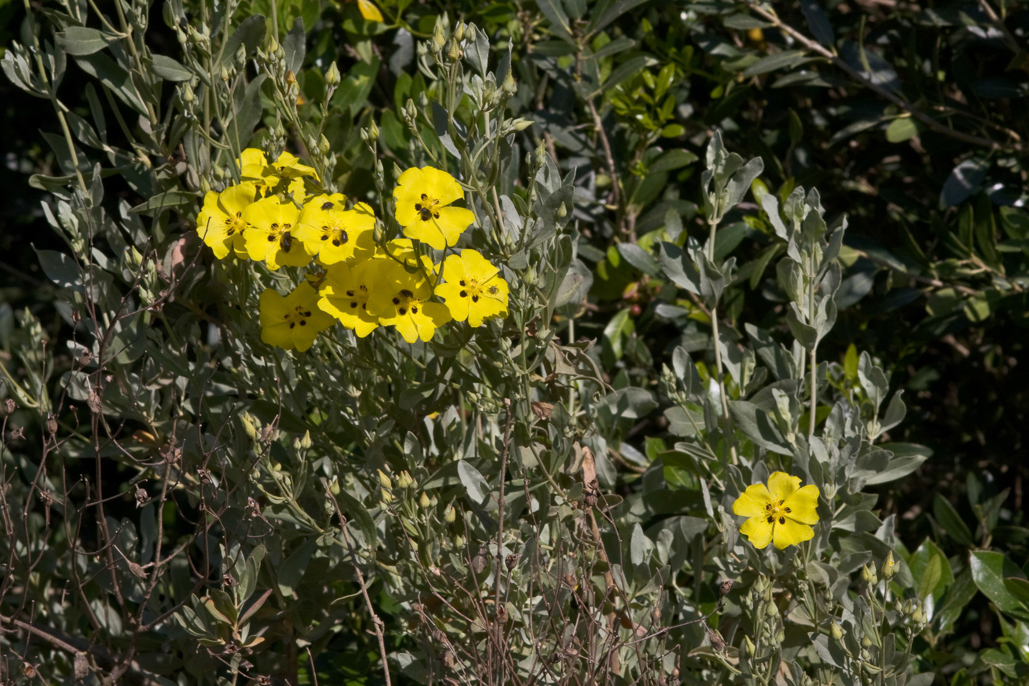 Image of <i>Halimium halimifolium</i> (L.) Willk.